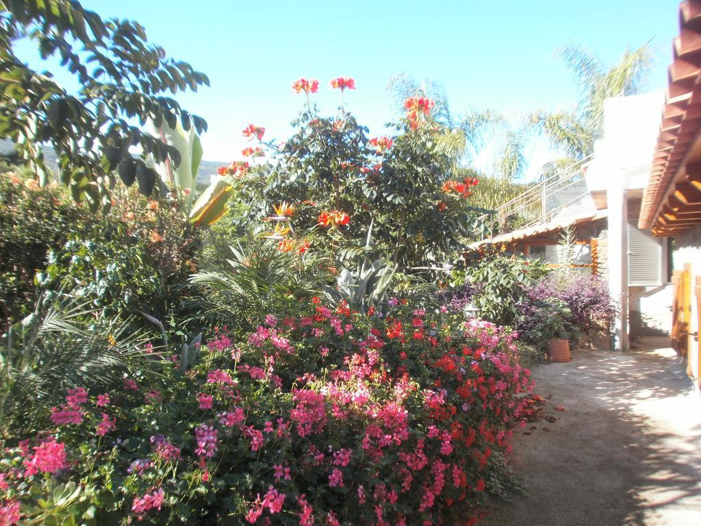 Finca Las Palmeras Icod De Los Vinos Rum bild
