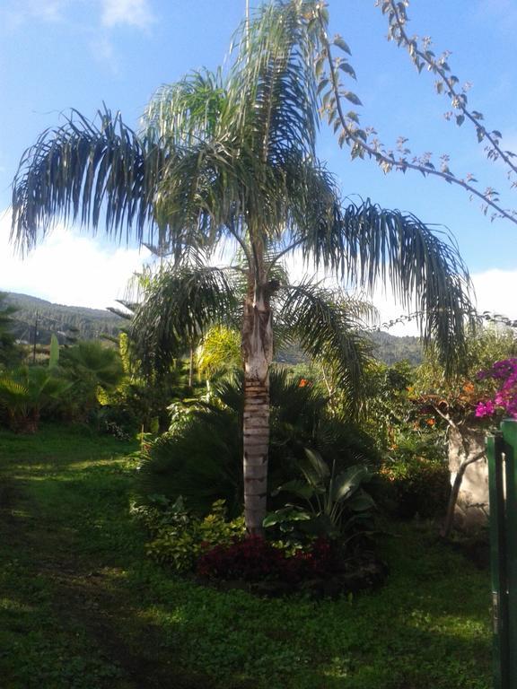 Finca Las Palmeras Icod De Los Vinos Rum bild