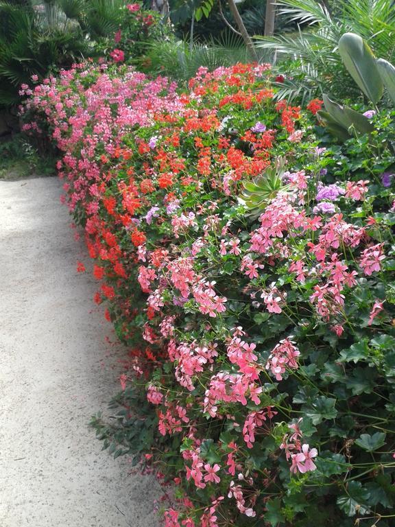 Finca Las Palmeras Icod De Los Vinos Rum bild