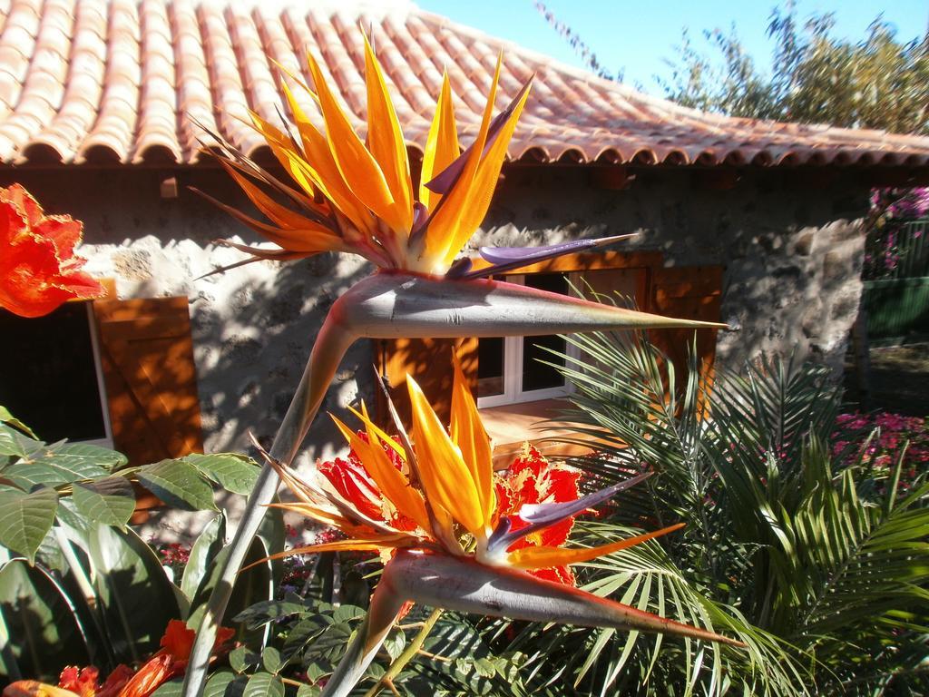 Finca Las Palmeras Icod De Los Vinos Exteriör bild