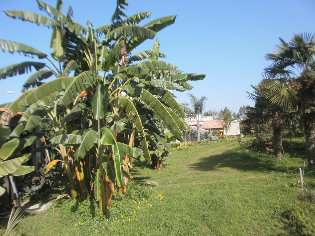Finca Las Palmeras Icod De Los Vinos Rum bild
