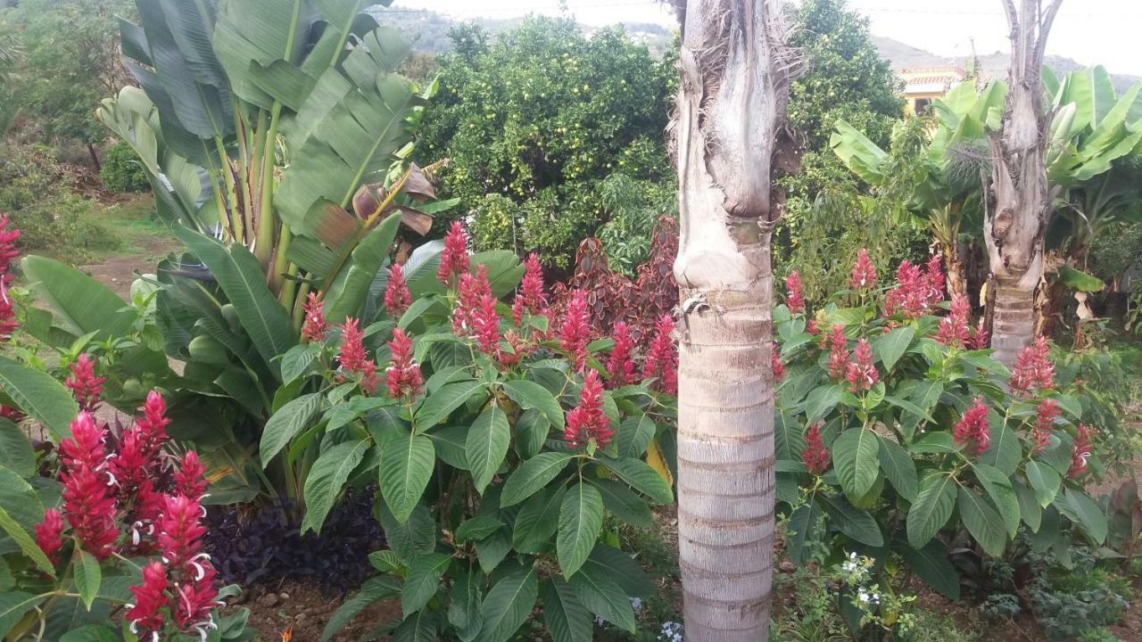 Finca Las Palmeras Icod De Los Vinos Exteriör bild