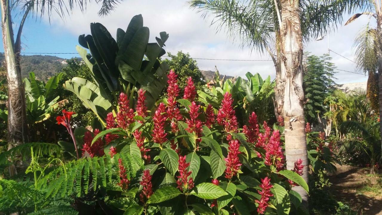 Finca Las Palmeras Icod De Los Vinos Exteriör bild